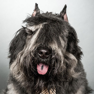This photo shows Helland Law Group's office dog, Slater, a shaggy dog of the Bouvier des Flanders breed. He wears a necktie and though his eyes are covered with shaggy hair, he's looking directly at the camera. 