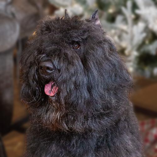 Stetson Helland, Canine Liaison